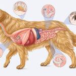 Anatomía y Fisiología Canina Curso Online