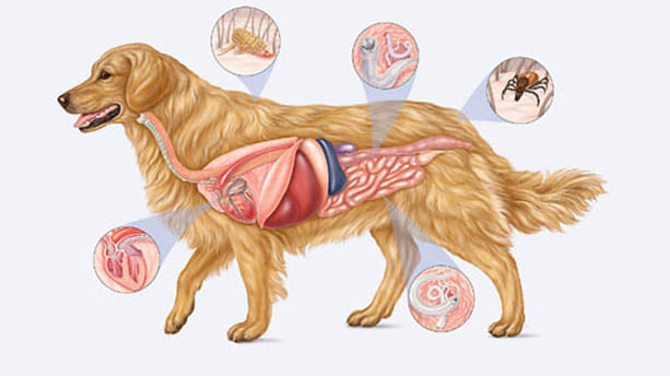 Anatomía y Fisiología Canina Curso Online