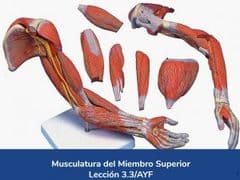 Musculatura del miembro superior, Lección 13 del curso online Anatomía y Fisiología Aplicada.