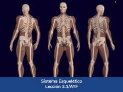 Sistema Esquelético, Lección 11 del curso online Anatomía y Fisiología Aplicada.