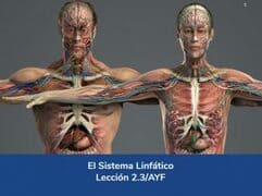 Sistema Linfático, Lección 8 del curso online Anatomía y Fisiología Aplicada.