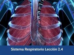 Sistema Respiratorio, Lección 9 del curso online Anatomía y Fisiología Aplicada.